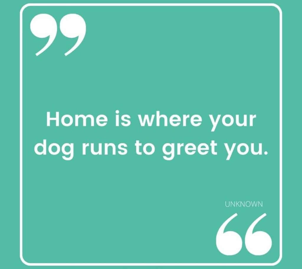 Download Dog Greeting Home Quote Wallpaper | Wallpapers.com