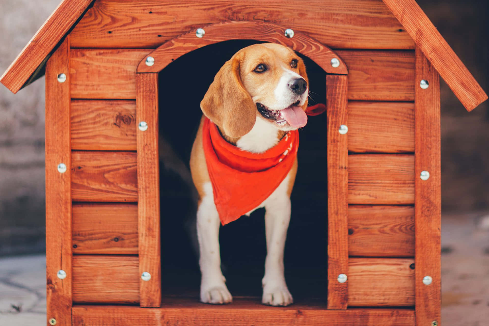 Wooden Dog House Pictures