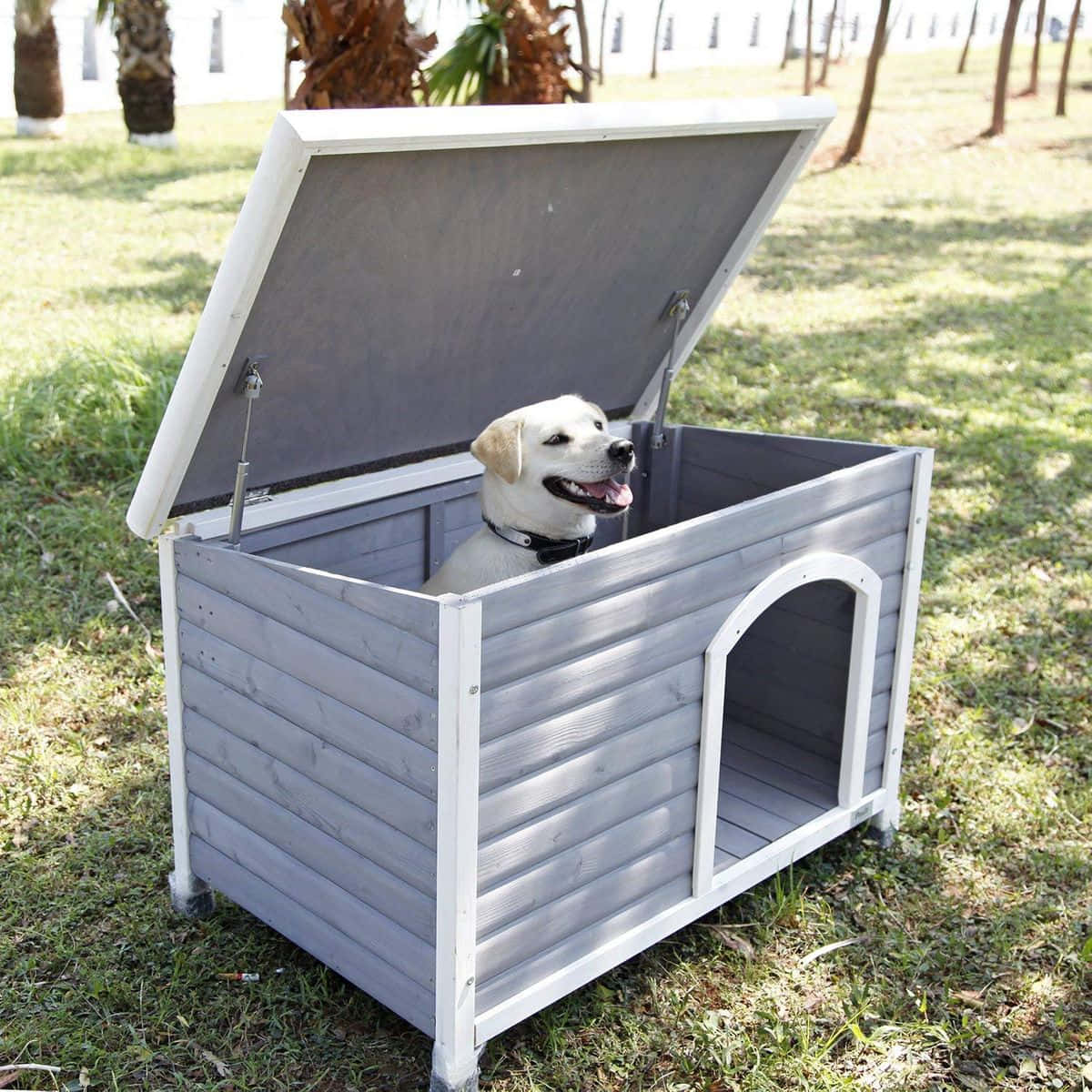Grey Dog House Pictures