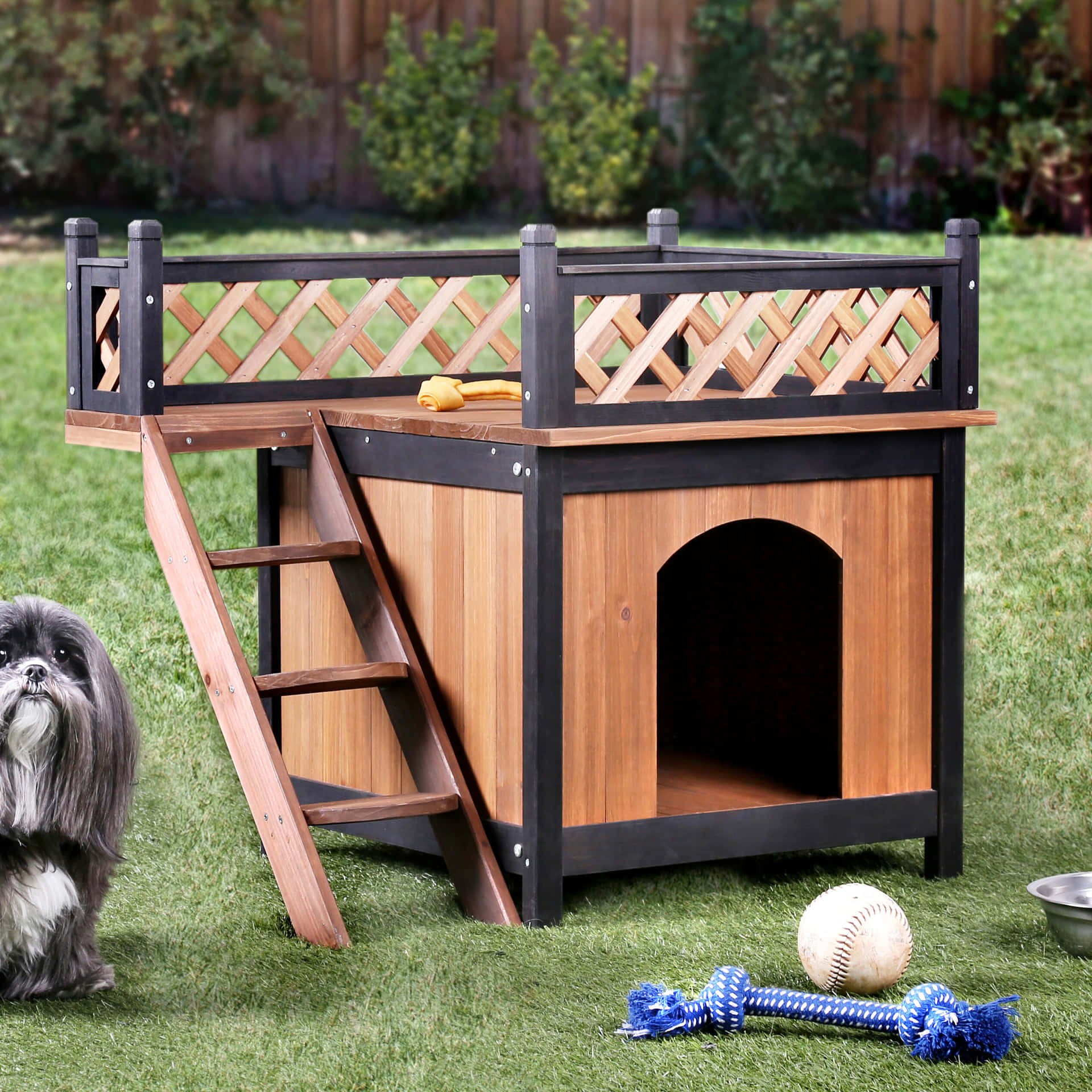 Playful Dog House Pictures