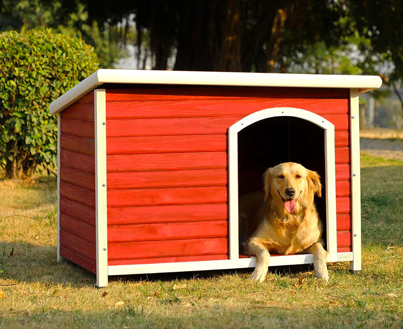 Red Dog House Pictures