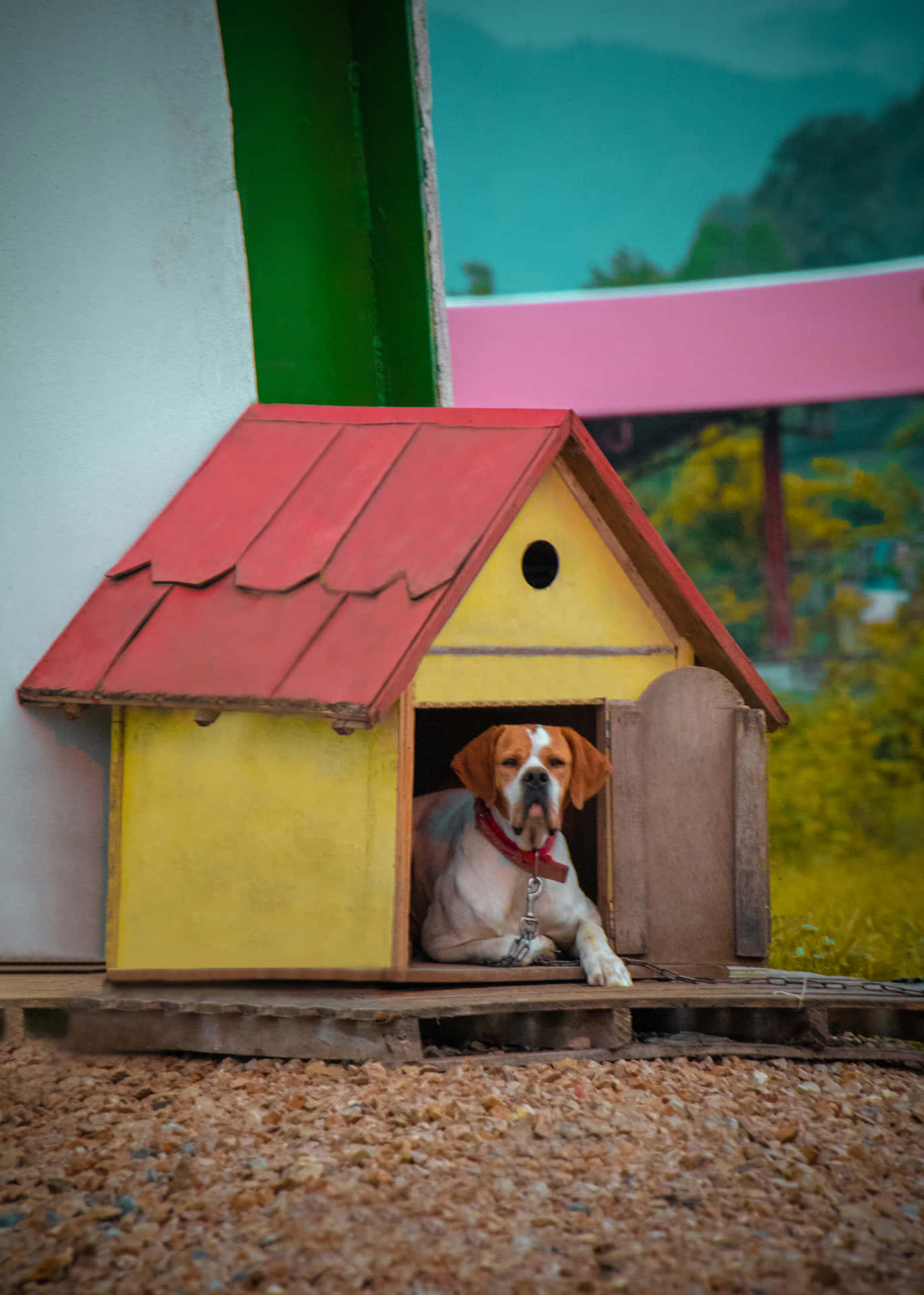 Cute Dog House Pictures