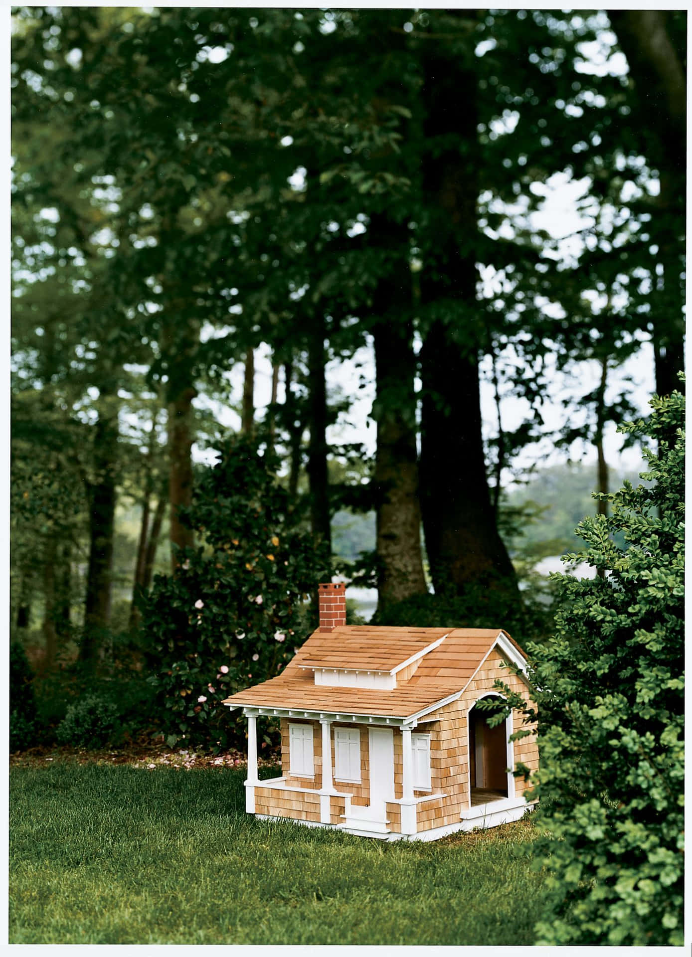 Dog House In Woods Pictures