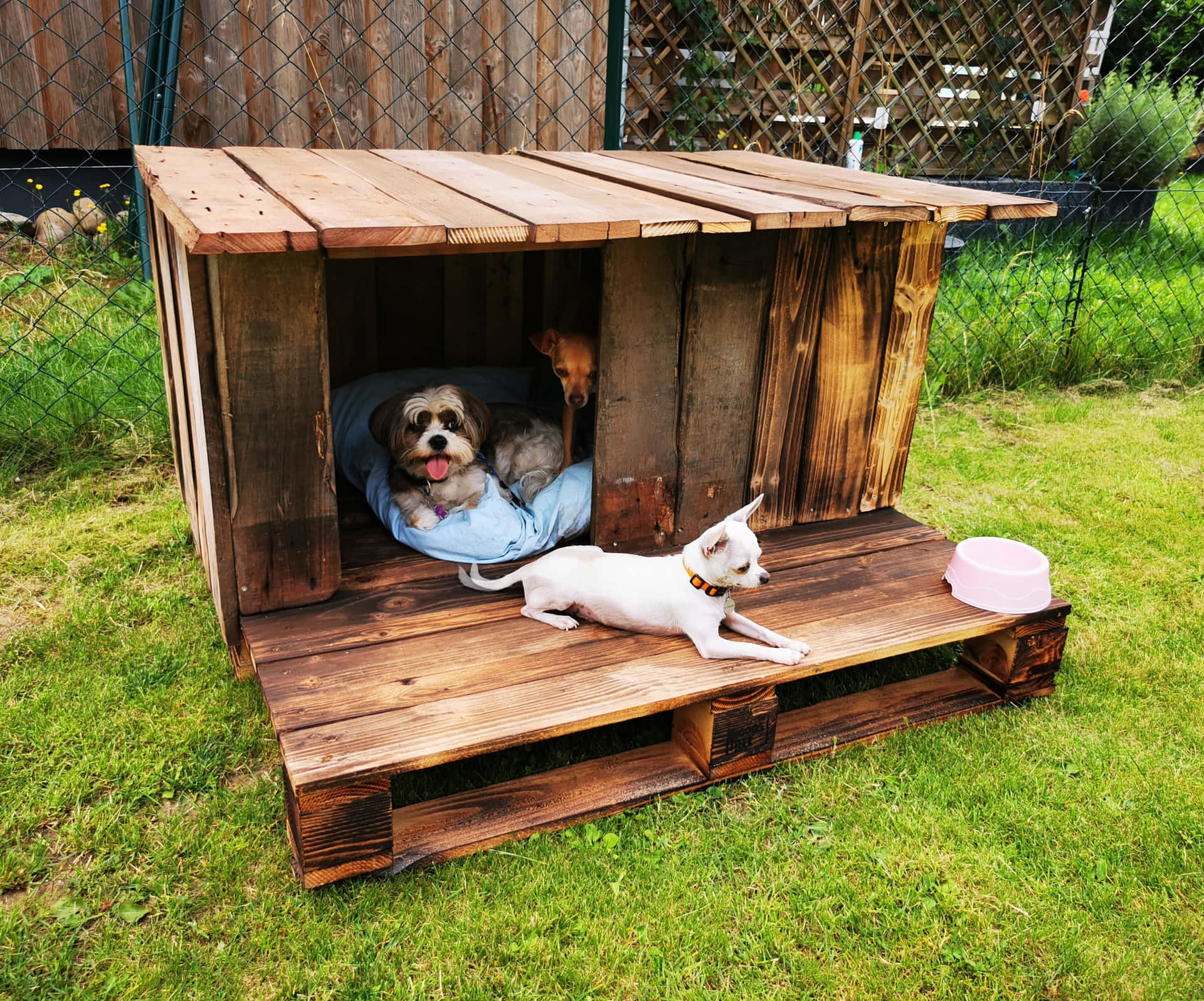 Dog & Cat House Pictures