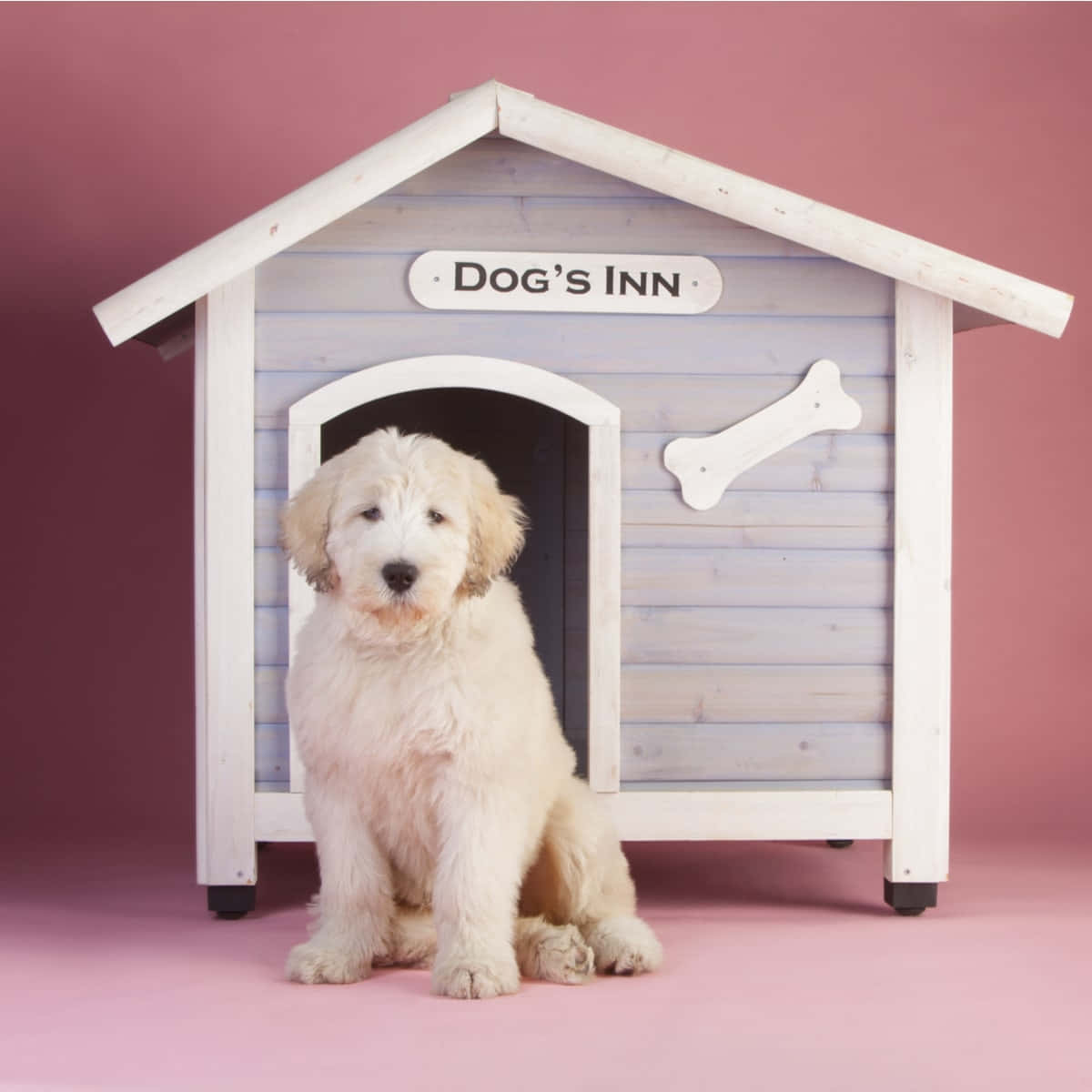 Small Dog House Pictures