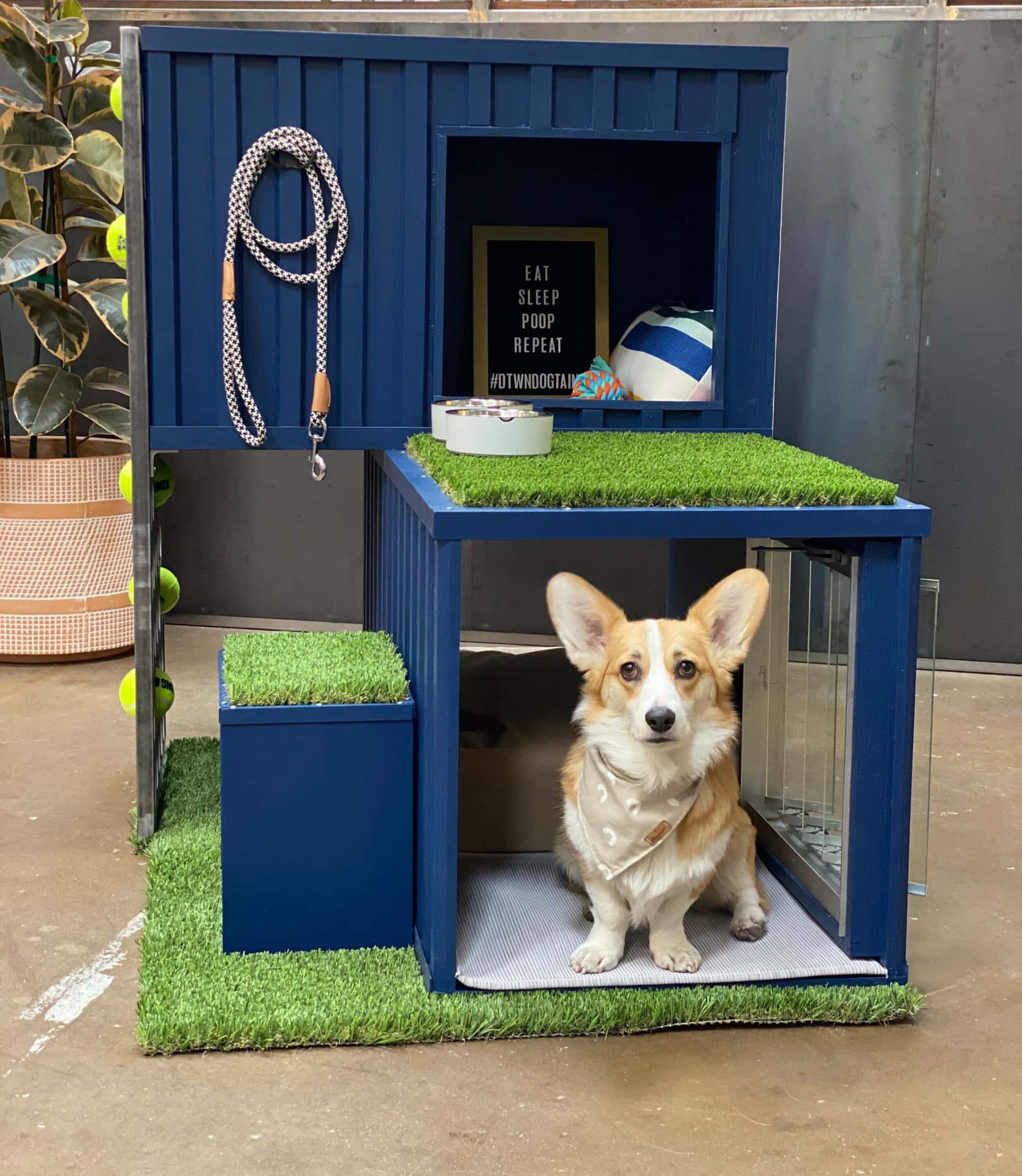 Blue Dog House Pictures