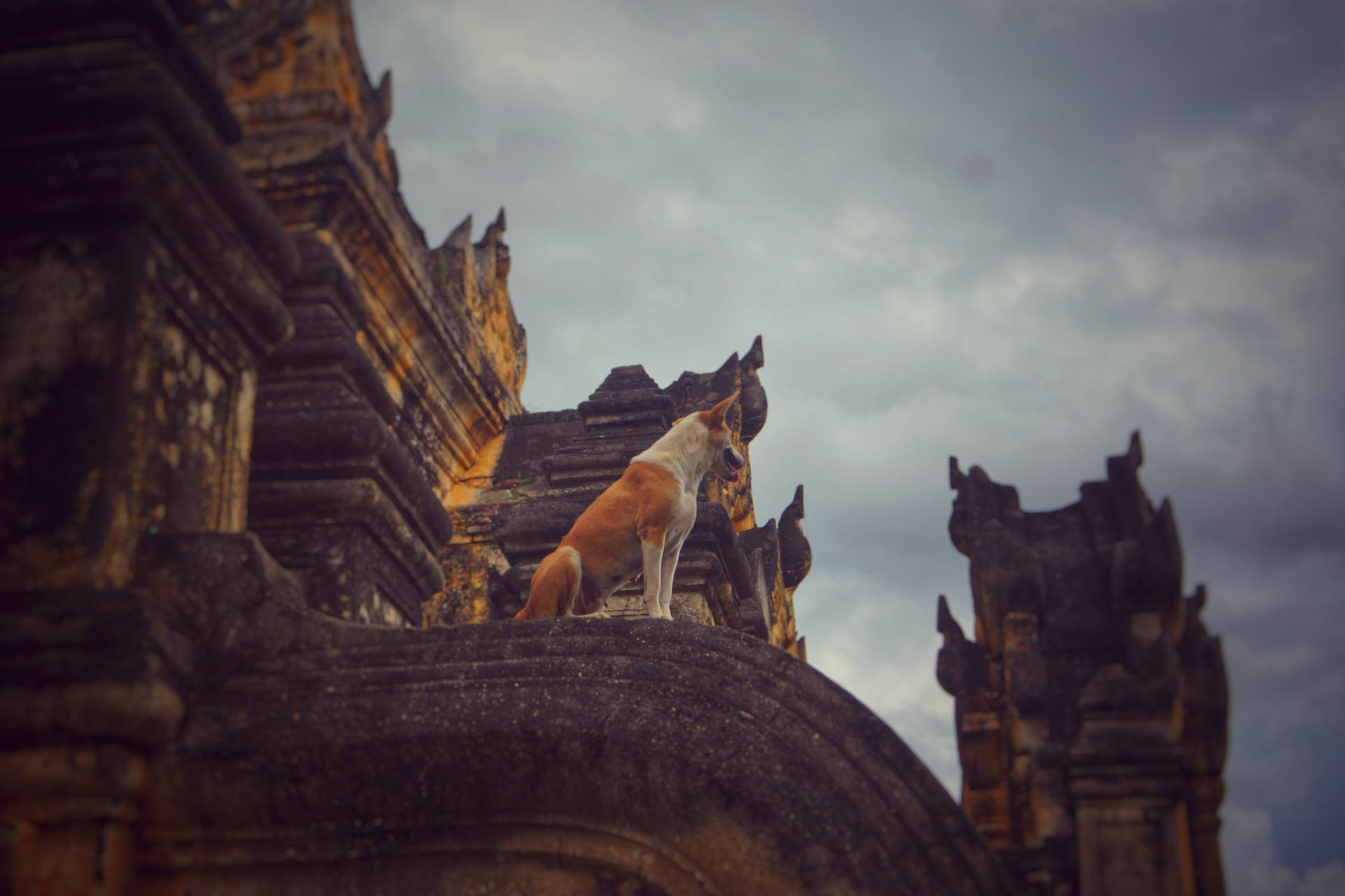 Dog In Burma Temple