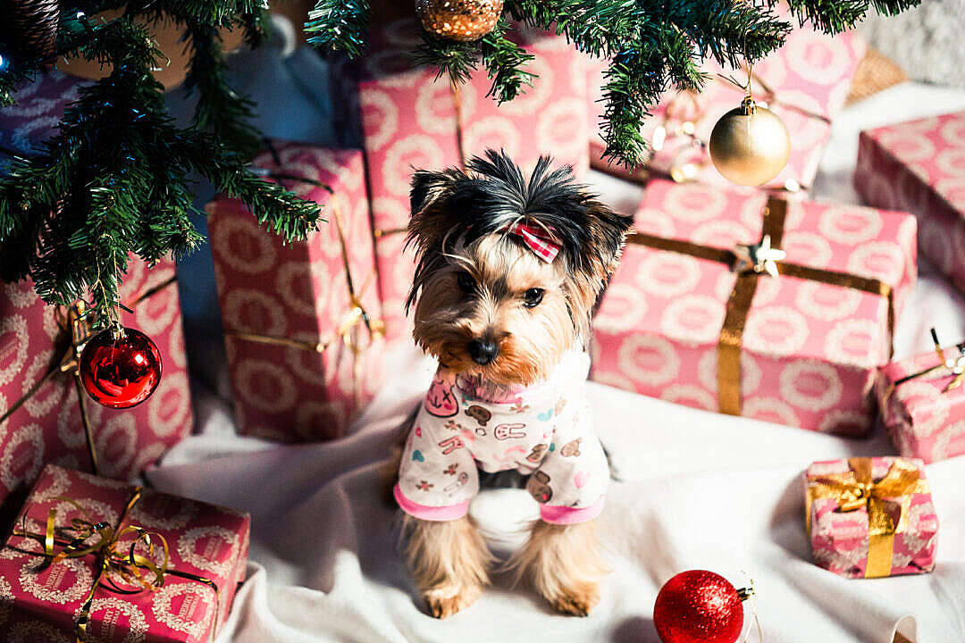 Sød æstetisk jule gaver med hunde Wallpaper