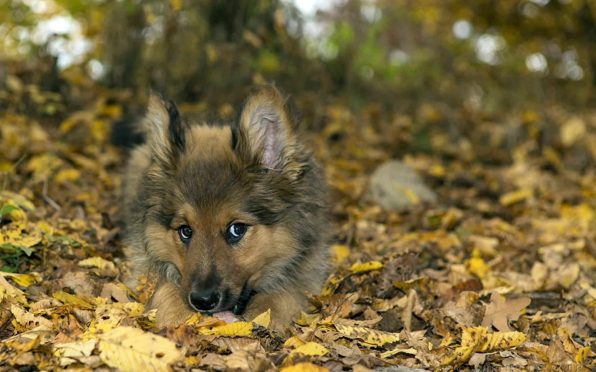 Hund i efterårssæson skovgrøn skov tapet Wallpaper