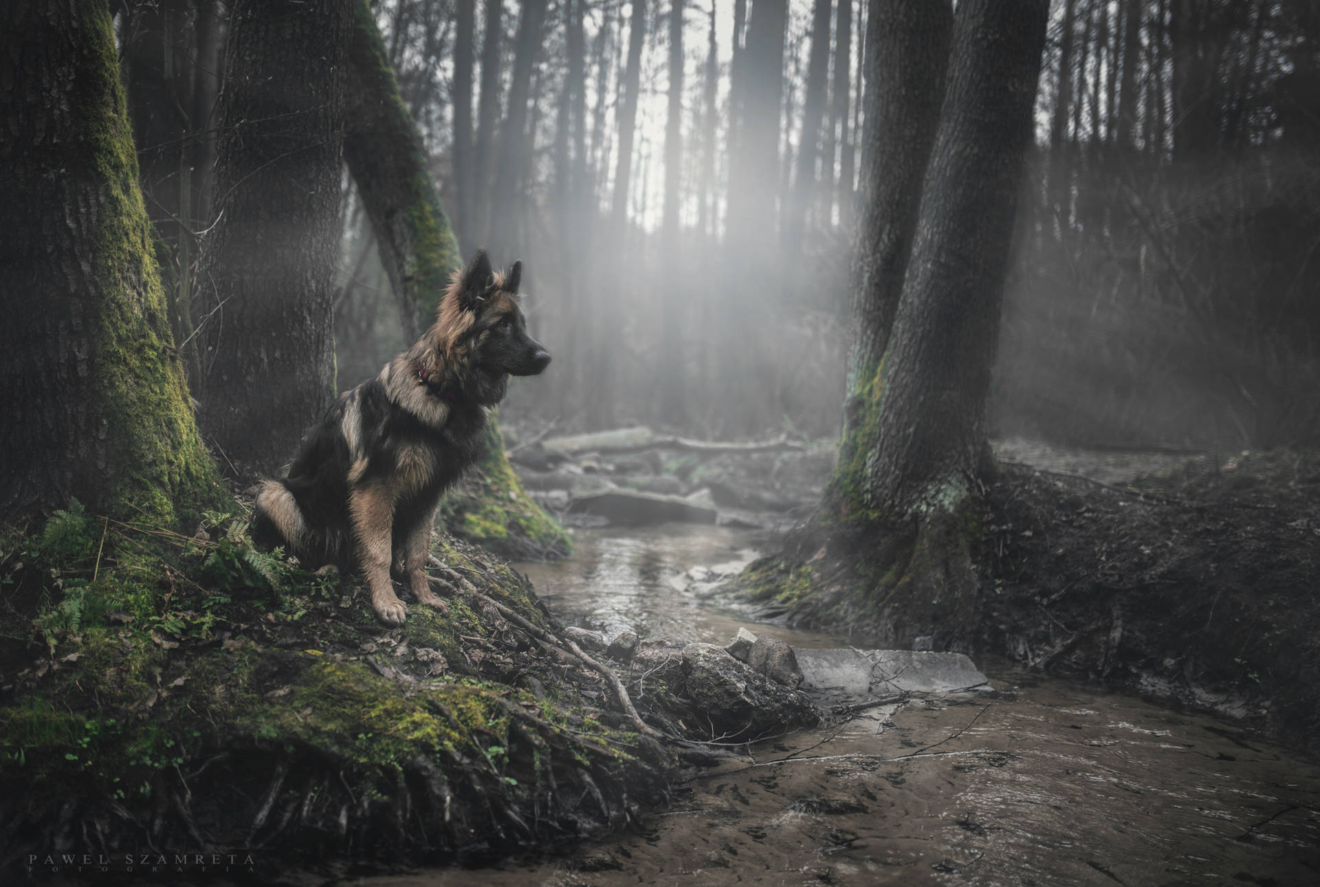Dog In Forest Wallpaper