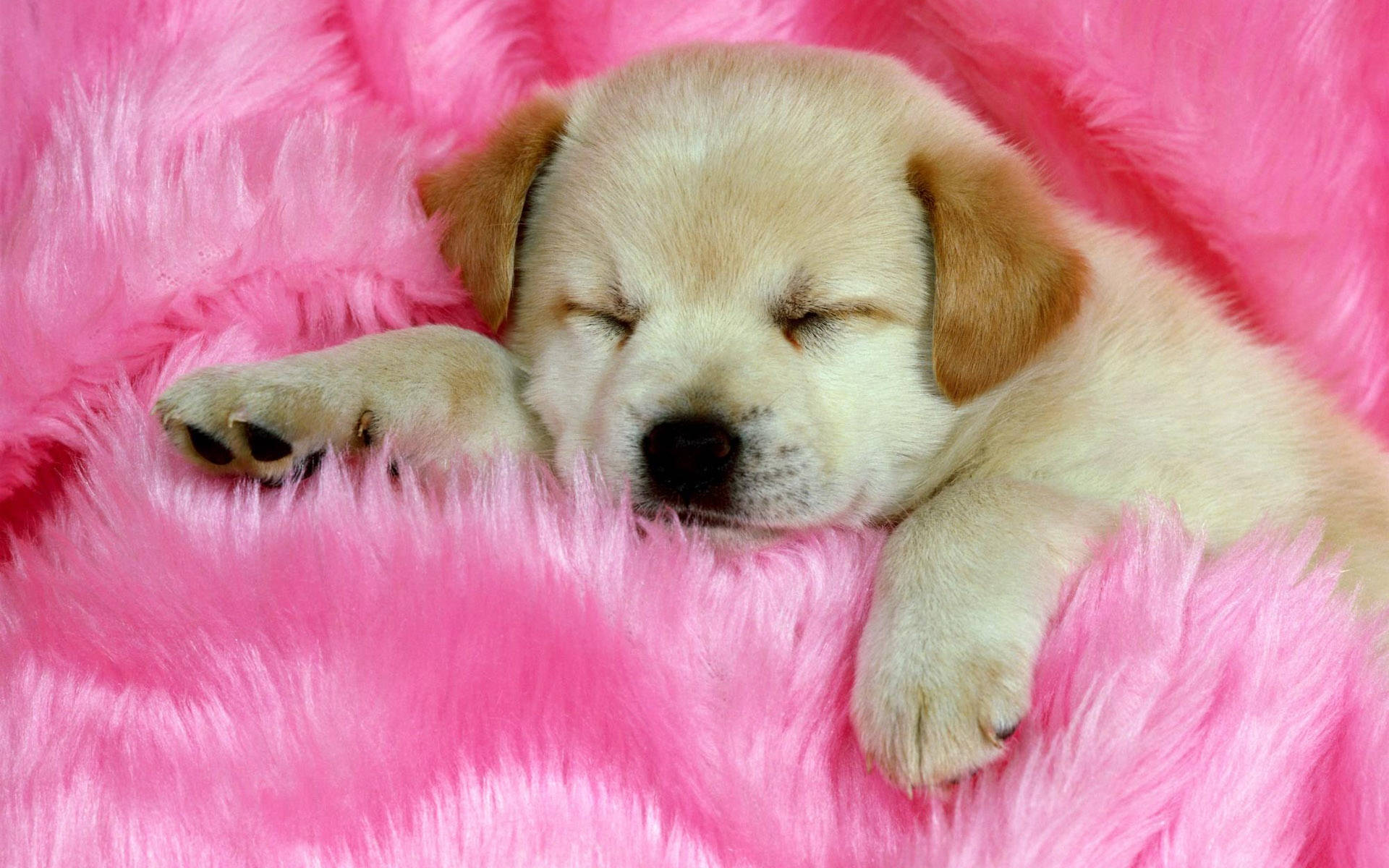 Dog In Pink Fabric