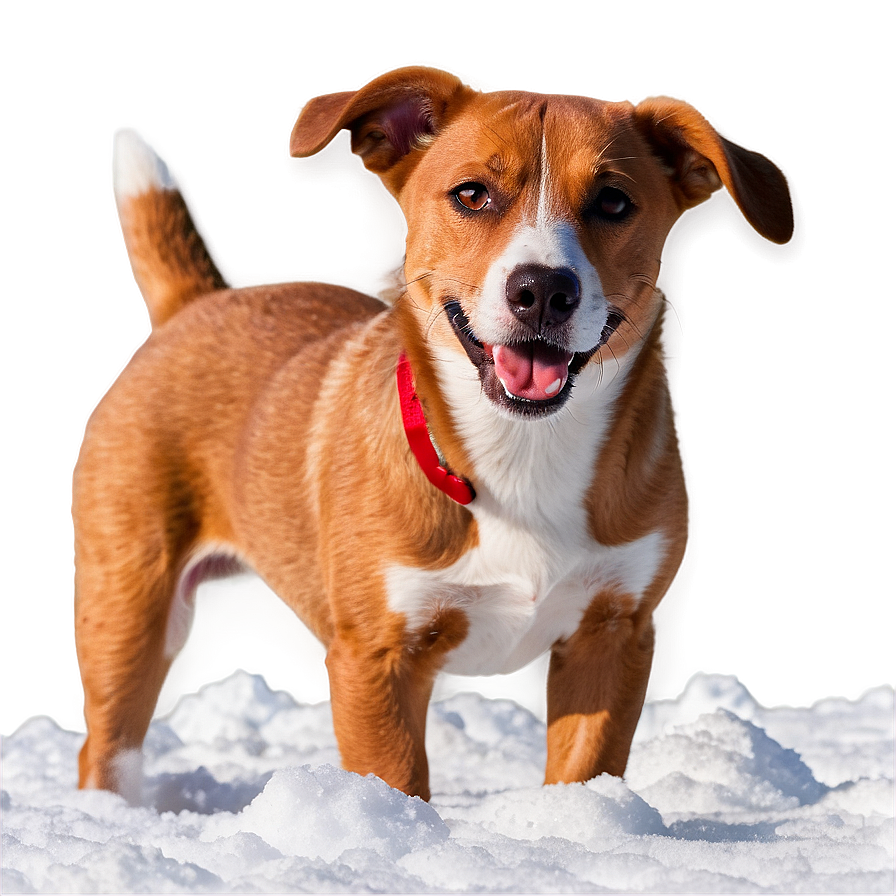 Dog In Snow Png Fpf PNG