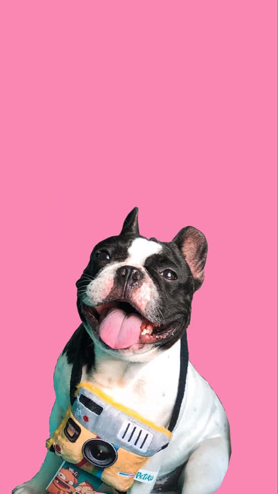 En hund med en pink baggrund Wallpaper