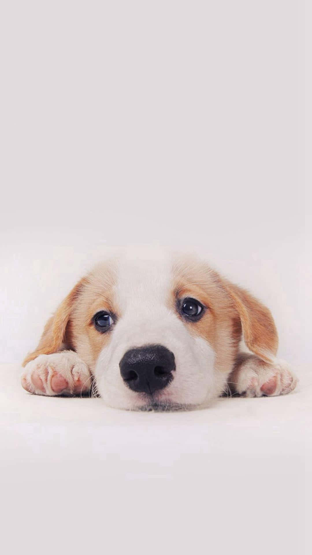 A Dog Is Laying Down On A White Background Wallpaper