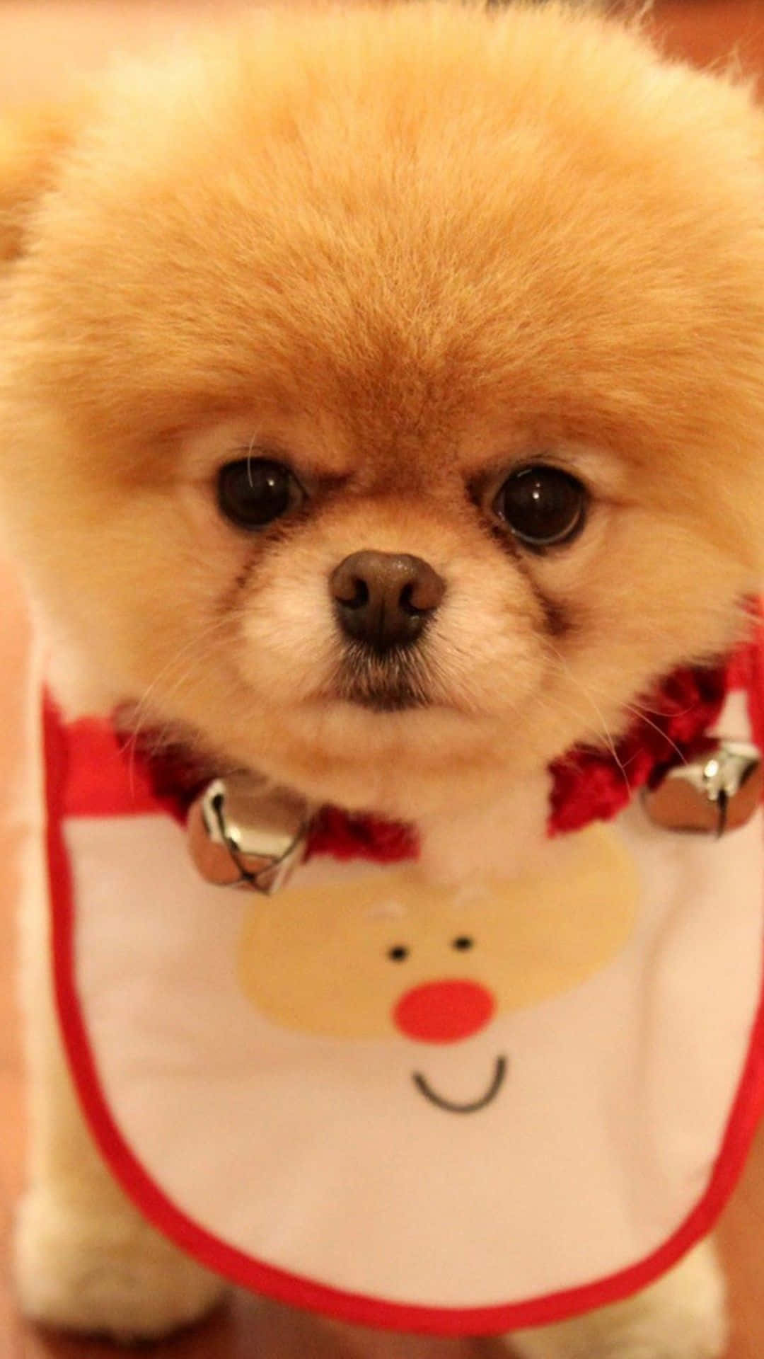 Unpiccolo Cane Che Indossa Un Bavaglino Di Babbo Natale Sfondo