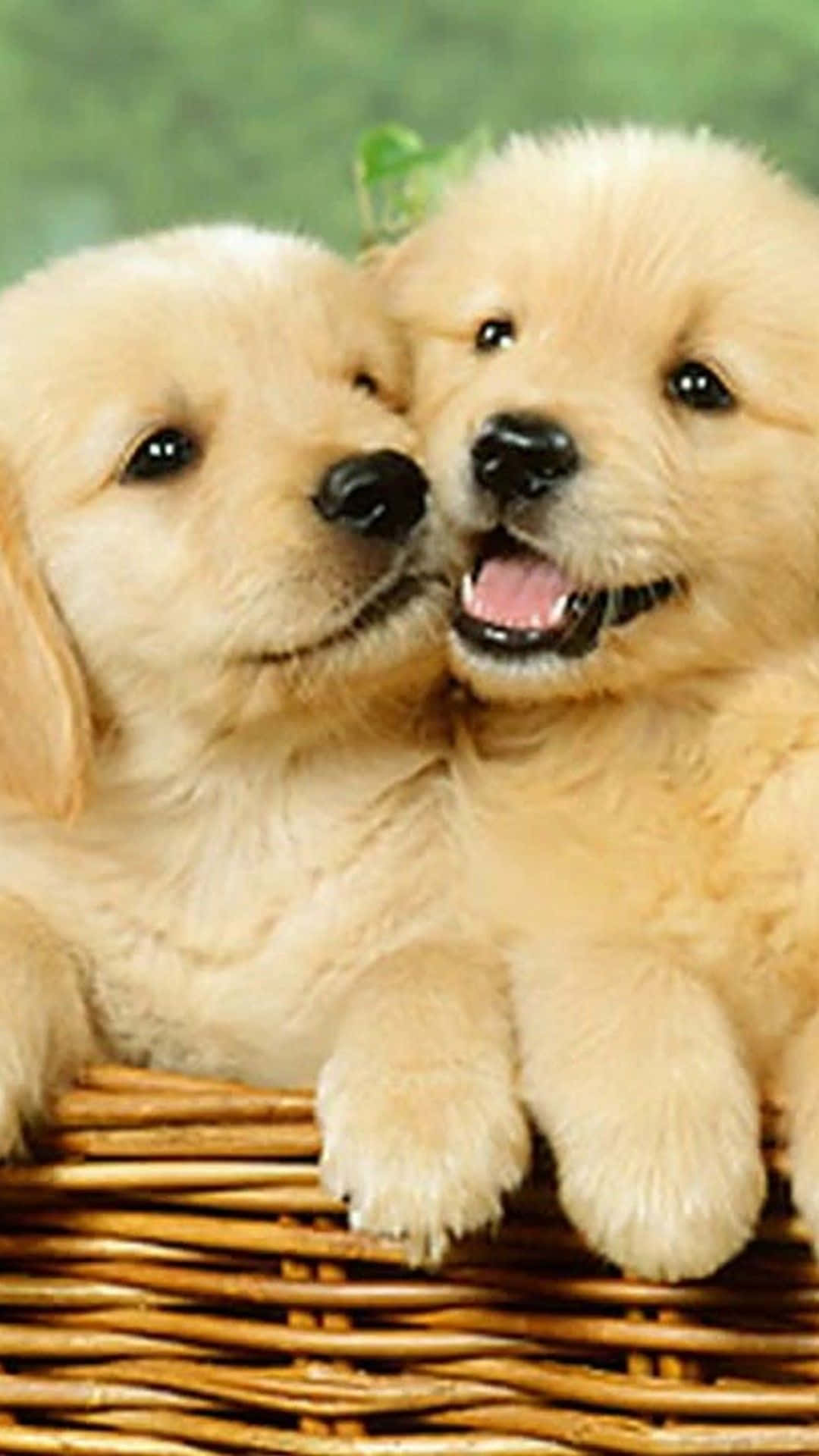 Show your love for dogs with this adorable Dog iPhone wallpaper. Wallpaper