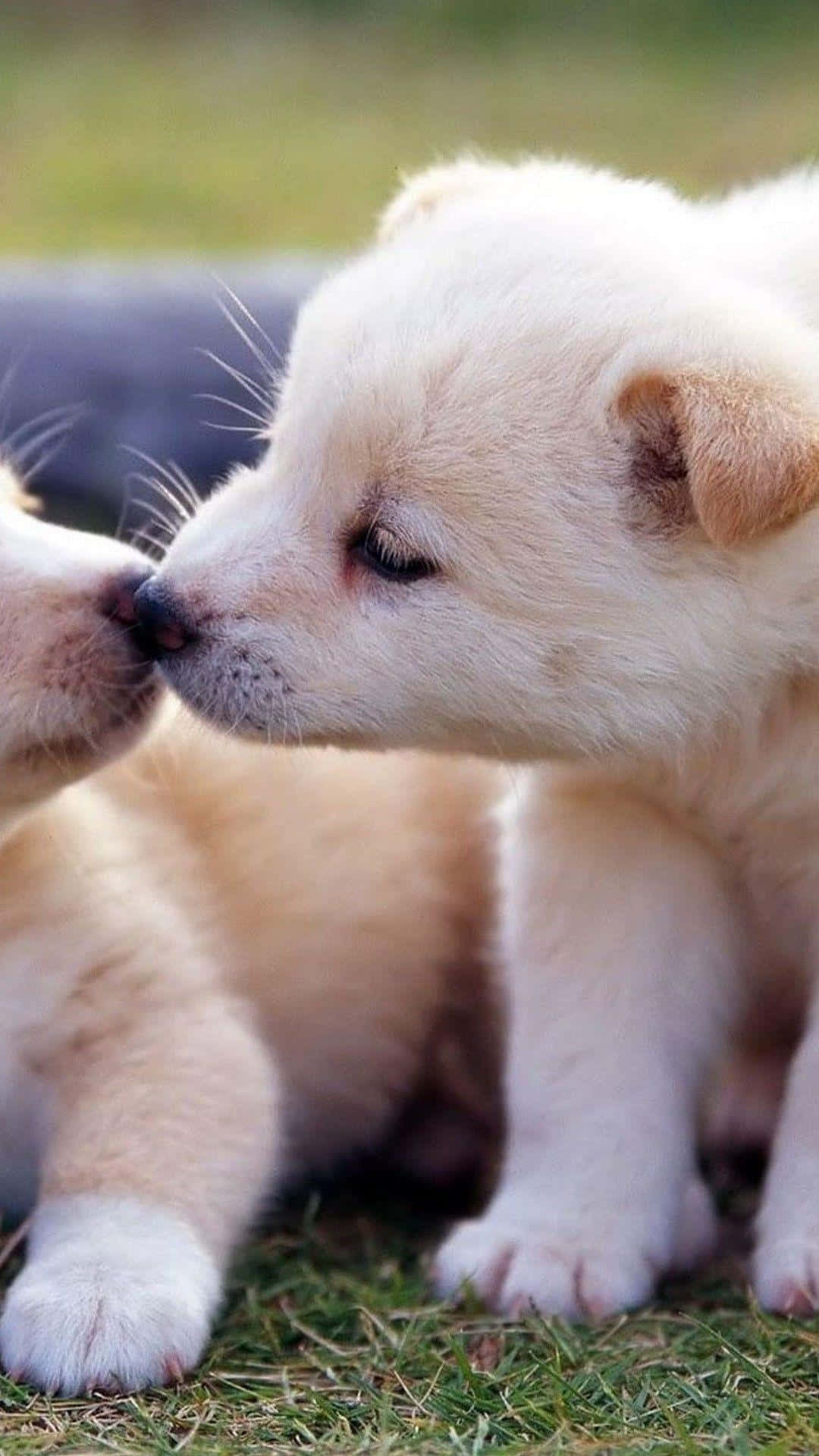 Two Puppies Kissing On The Grass Wallpaper