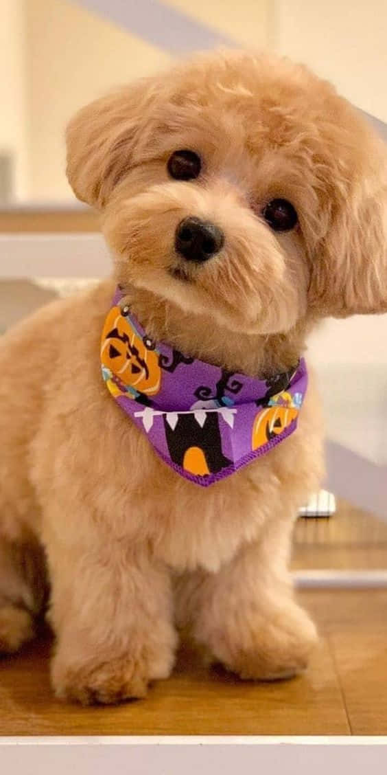 Poodle Dog Iphone Wallpaper