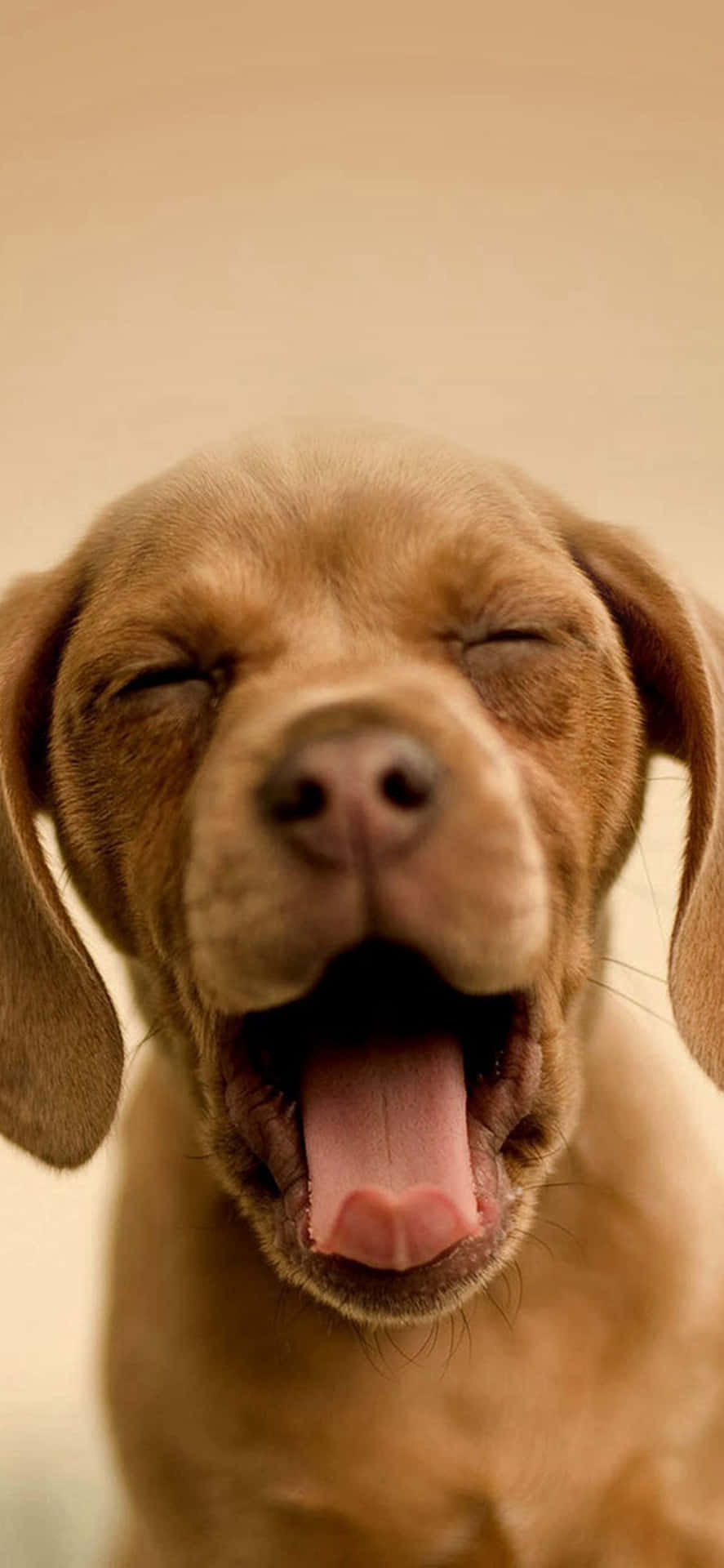 Yawning Dog Iphone Wallpaper