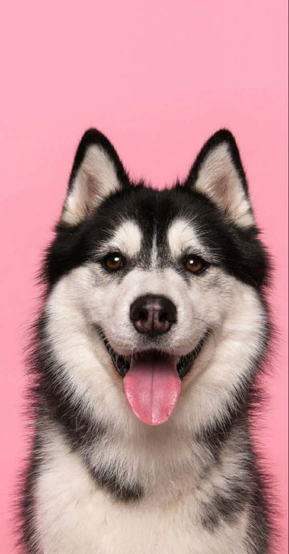 A Husky Dog Is Sitting On A Pink Background Wallpaper