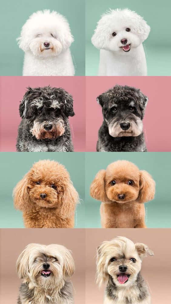 Einecollage Aus Verschiedenen Hunden In Verschiedenen Farben Wallpaper