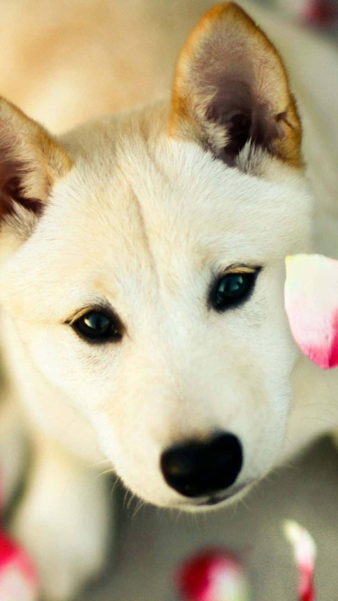 En hvid hund med blå øjne står foran rosenblade Wallpaper