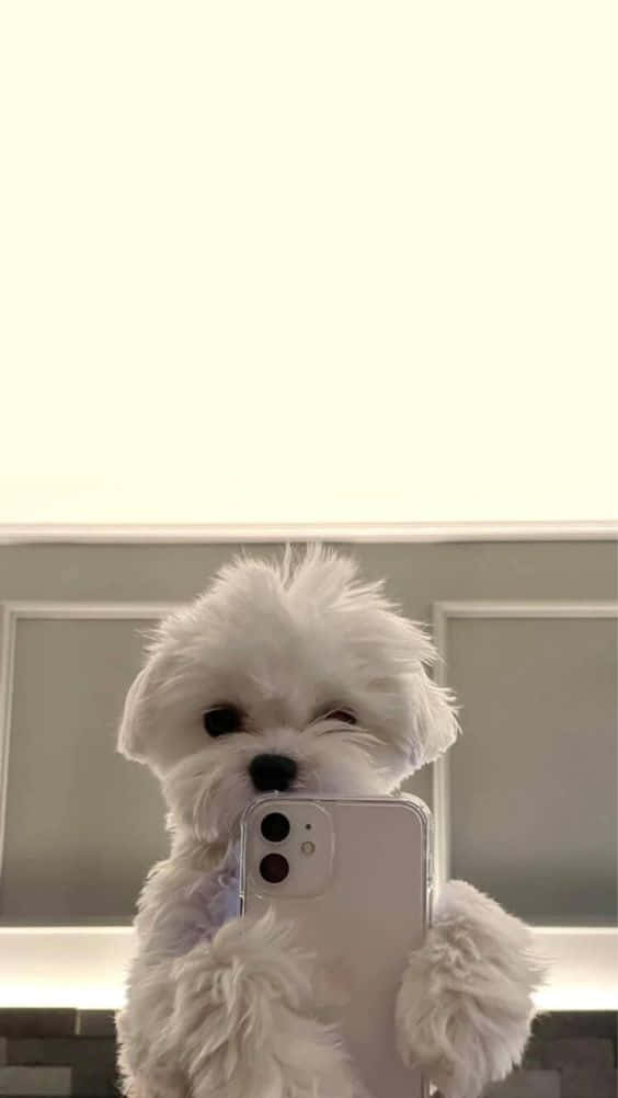 En hvid hund tager et selfie med en mobiltelefon Wallpaper