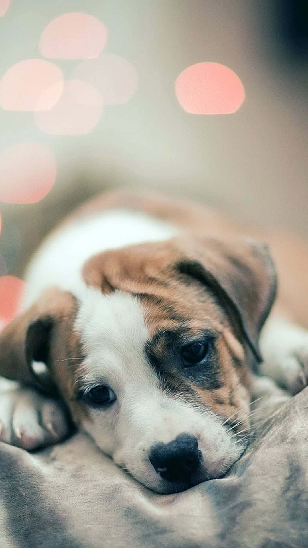 Image  Cute Dog Using an Iphone Wallpaper