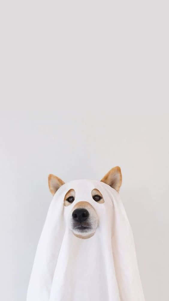 En hund iført et spøgelse optræder i tapetet Wallpaper