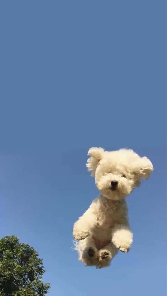 Fluffy Dog Iphone Wallpaper
