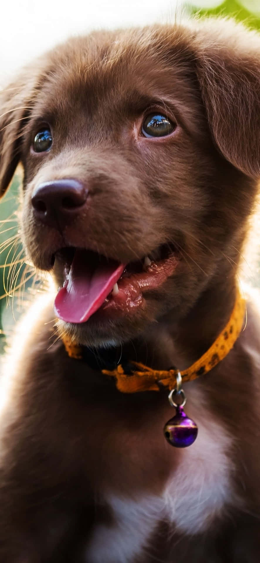 En brun hund med lilla krave og tunge Wallpaper
