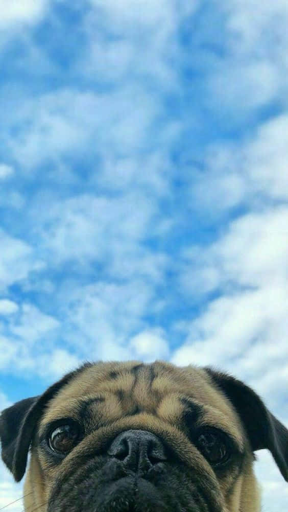 Pug Dog Iphone Wallpaper