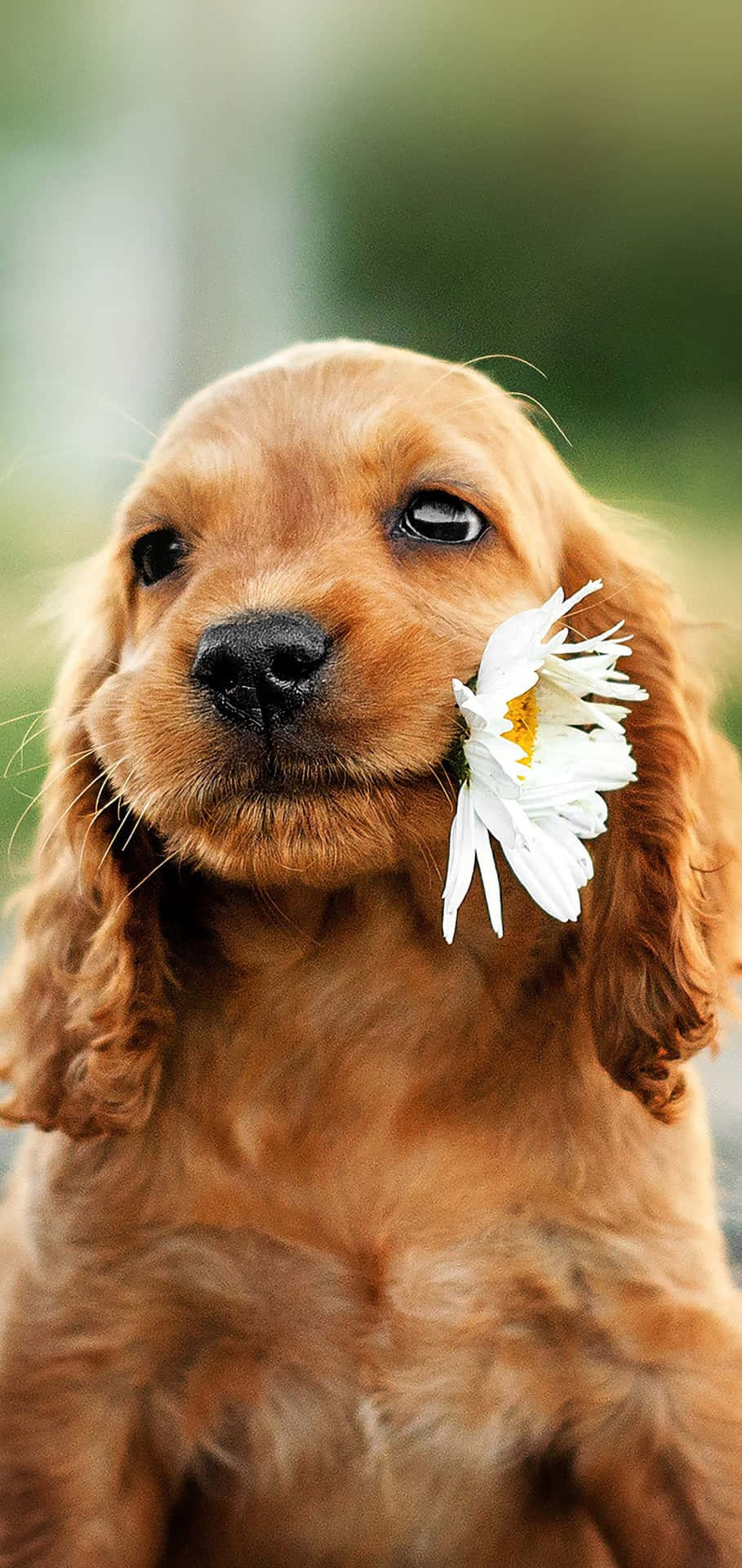 A Brown Dog With A Flower In Its Mouth Wallpaper