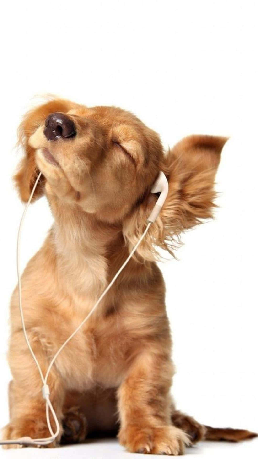 A Dog Listening To Music With Headphones Wallpaper