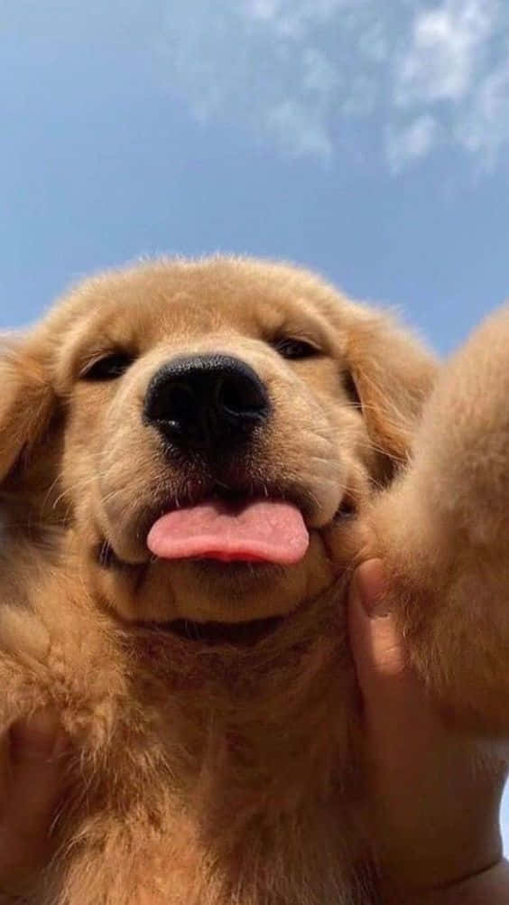 Golden Retriever Dog Iphone Wallpaper