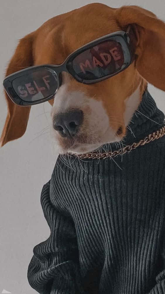 En hund iført solbriller og trøje. Wallpaper