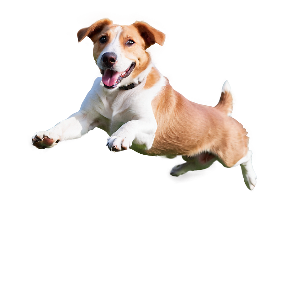 Dog Jumping Transparent Png 81 PNG