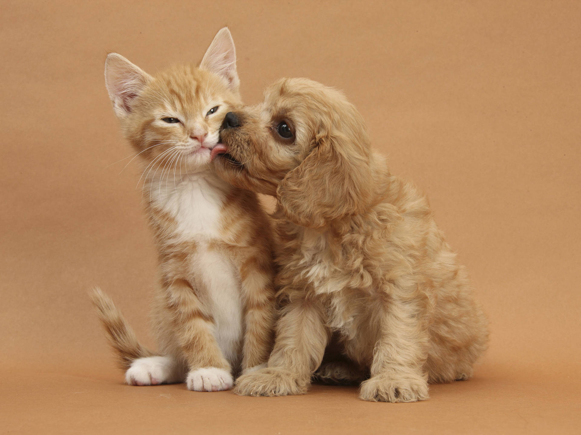 A Dog and Cat Sharing a Sweet Moment Wallpaper