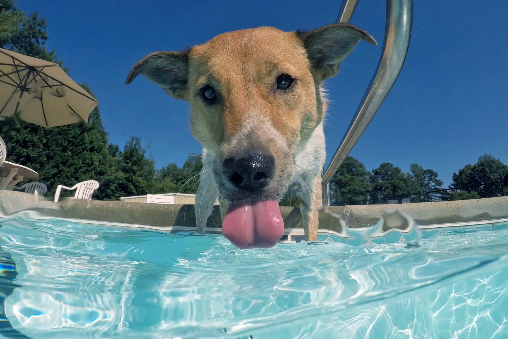 Dog Licking Pool Water Wallpaper