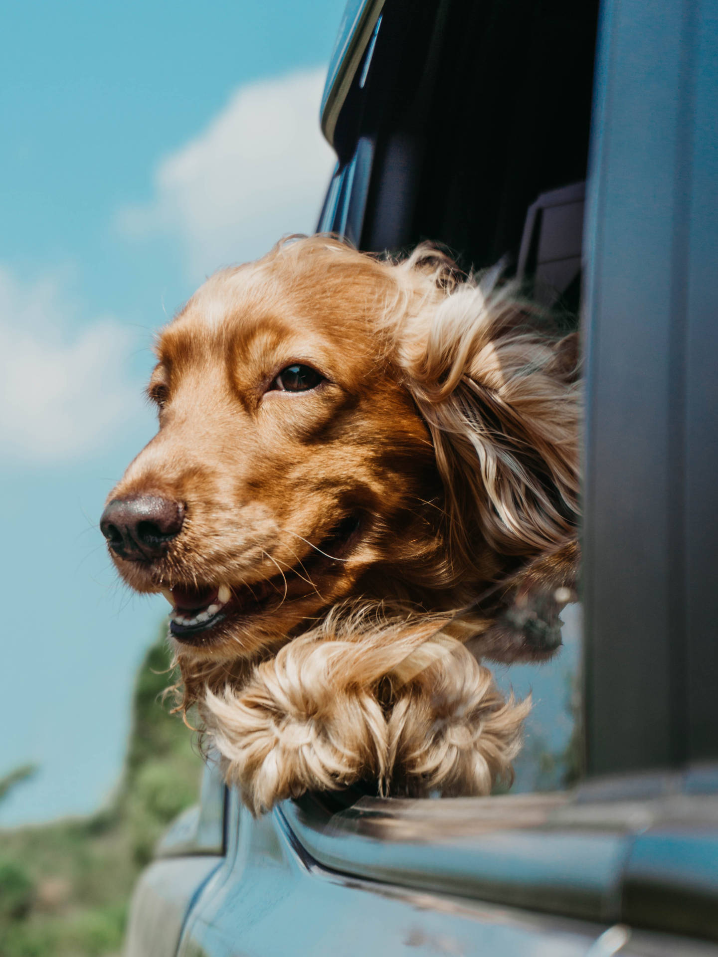 Golden retriever dog looking out car window wallpaper.