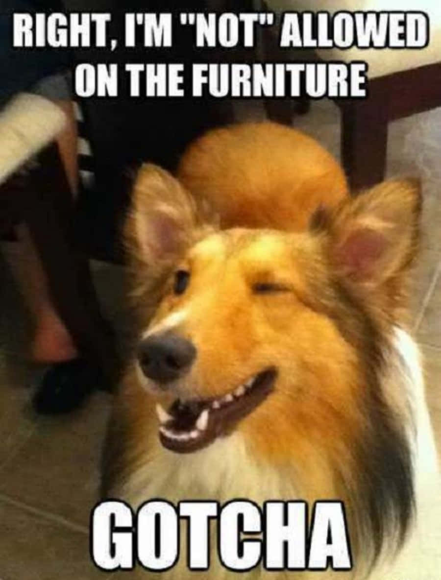 Happy Cute Dog Meme Picture