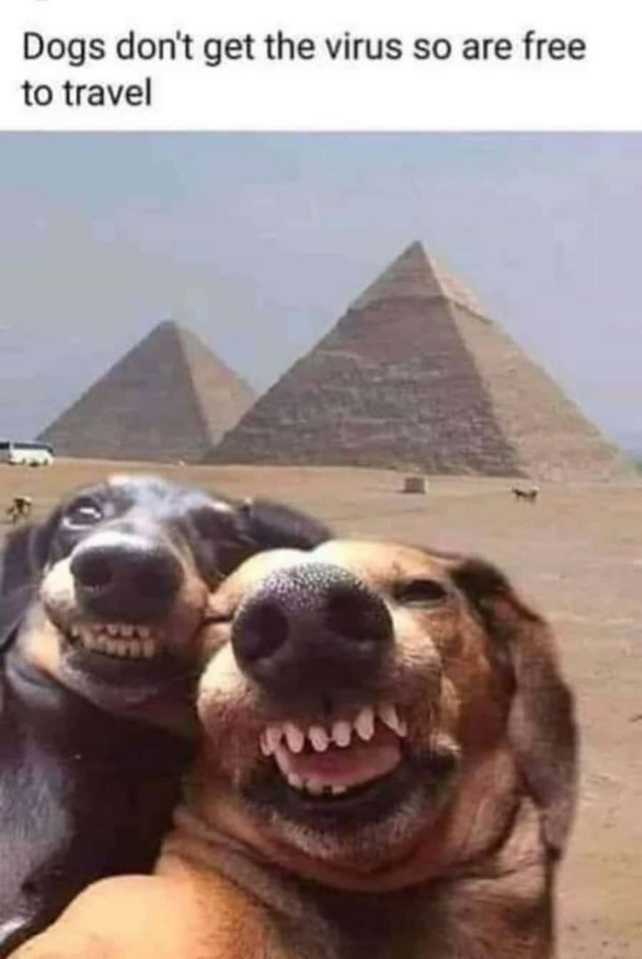 Dog Silly Selfie Meme Picture