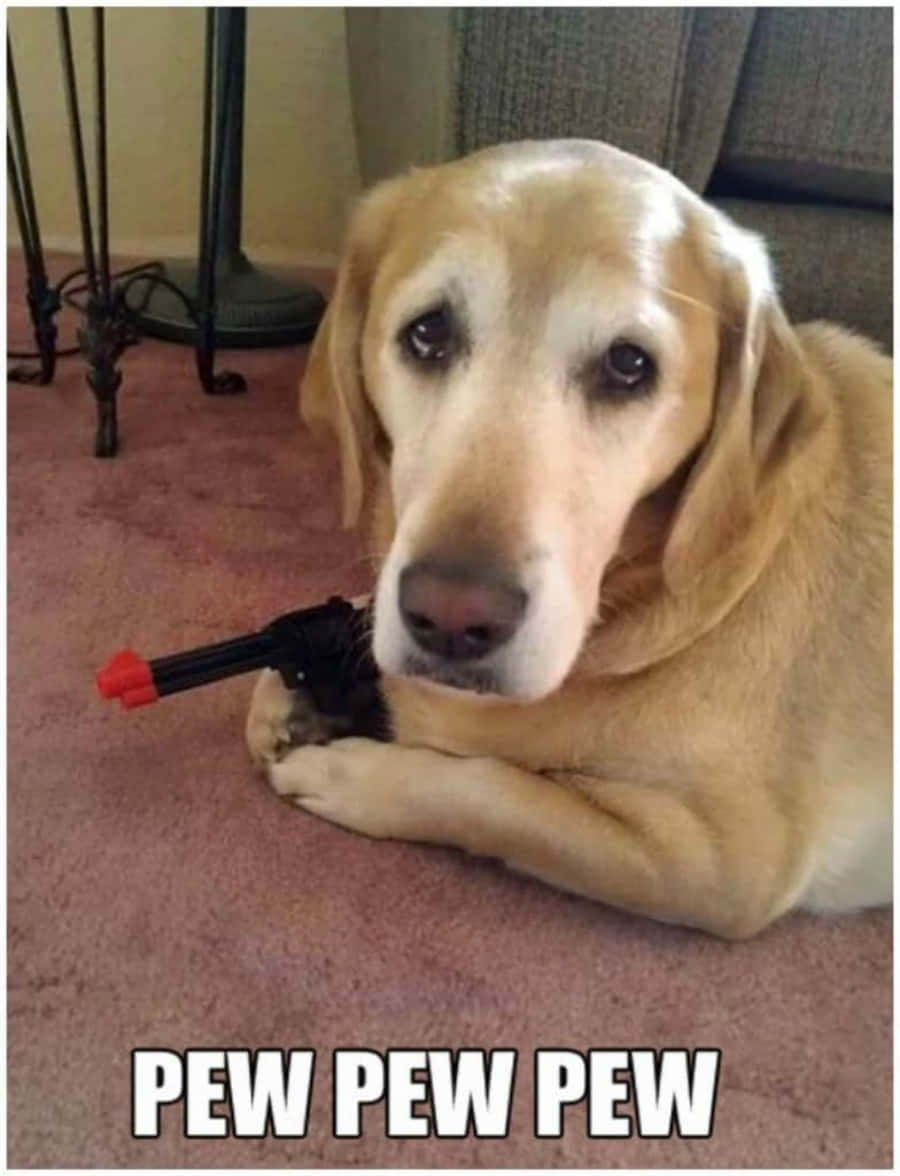 Dog Labrador Cute Meme Pictures