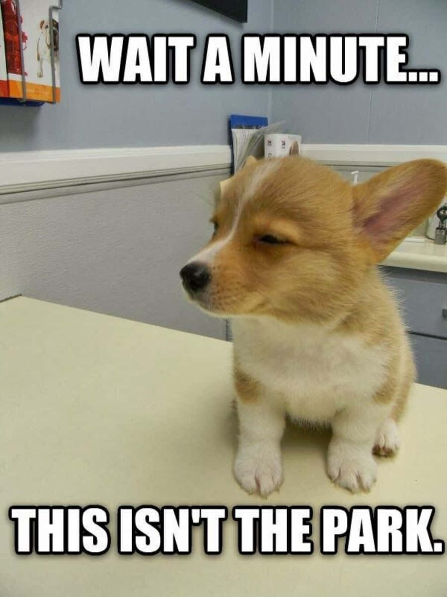 Cute Puppy Dog Meme Picture