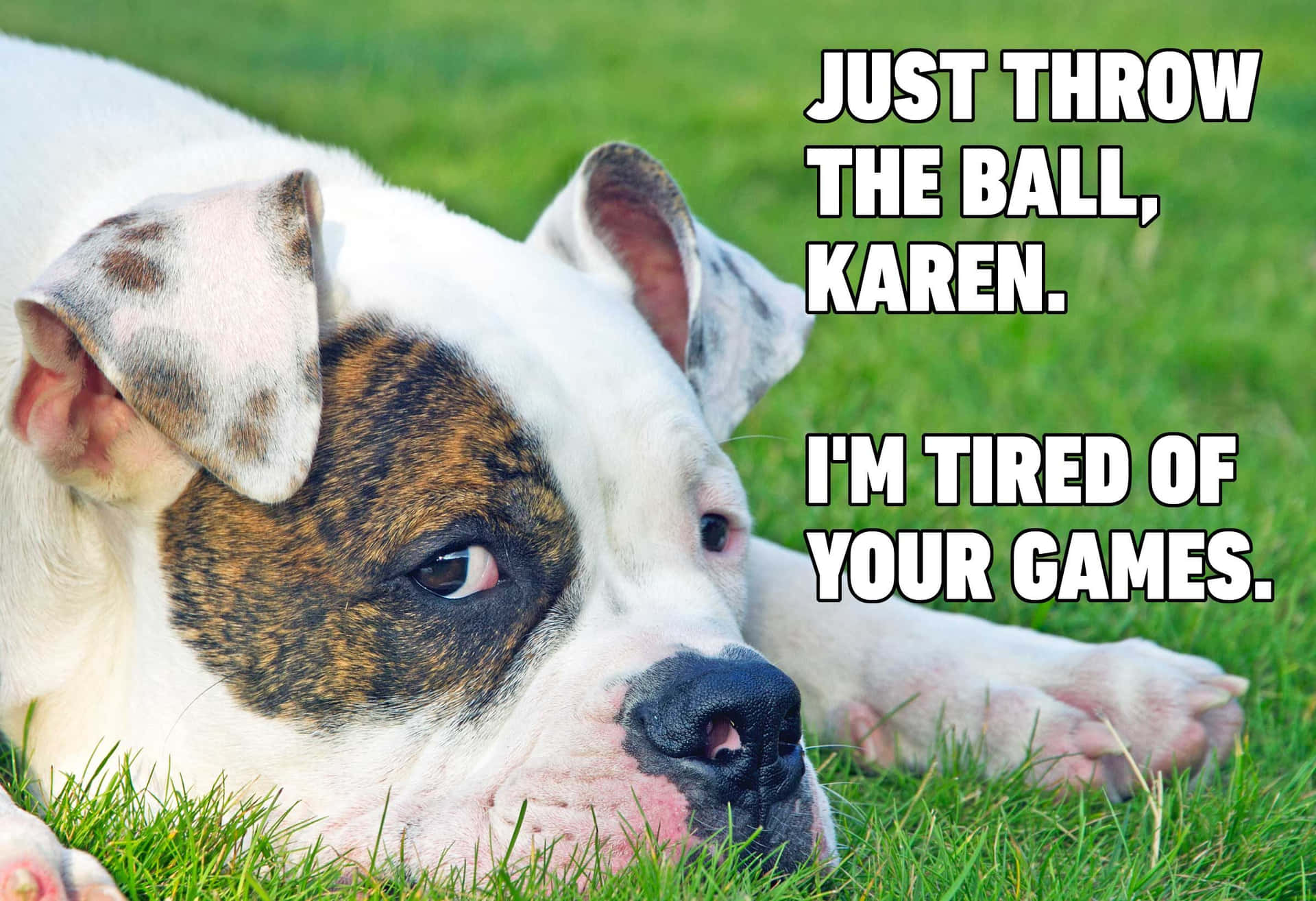 Dog Sad Grass Meme Picture