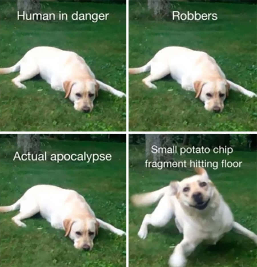 Cute Labrador Dog Meme Pictures