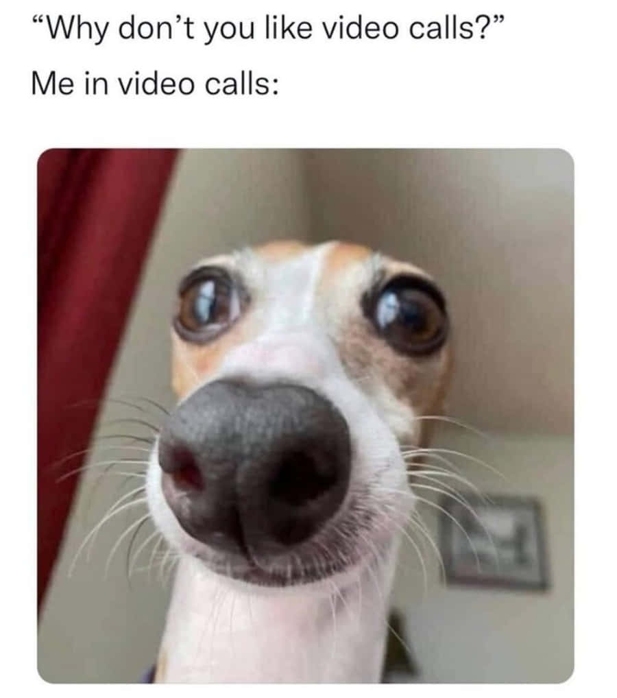 Big Eyes Dog Meme Picture