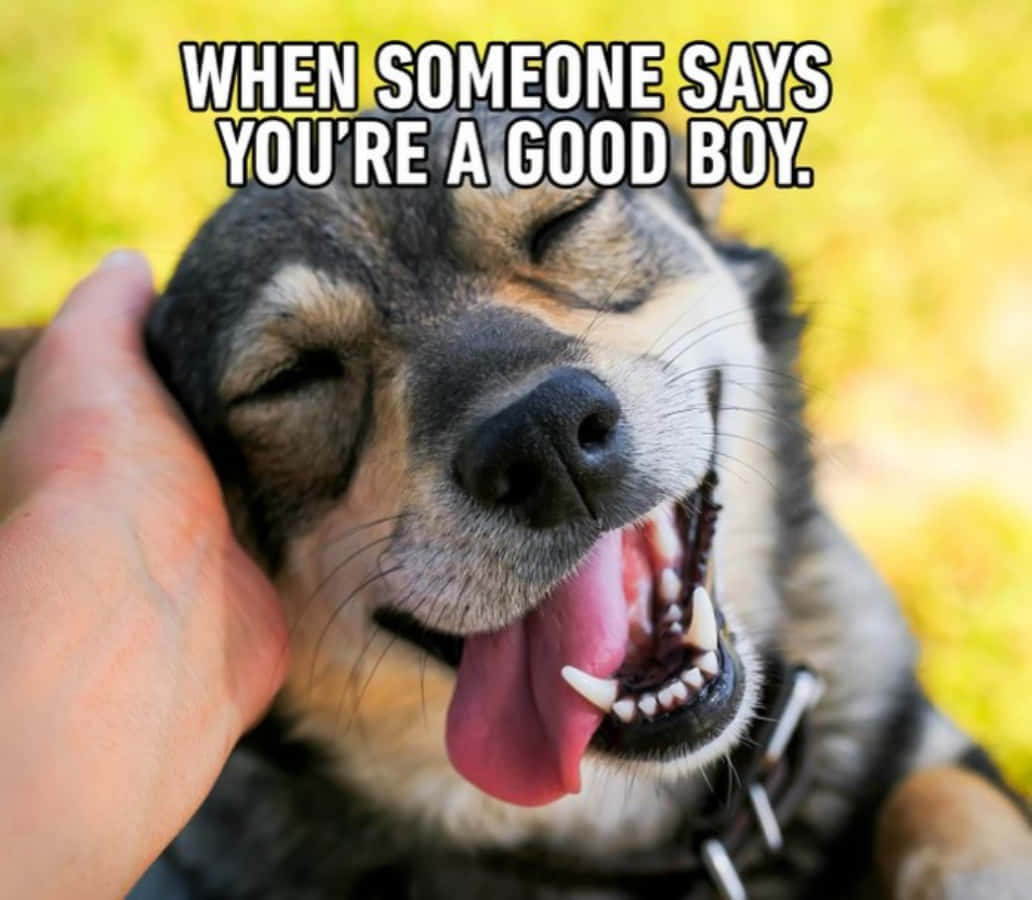 Happy Good Boy Dog Meme Picture