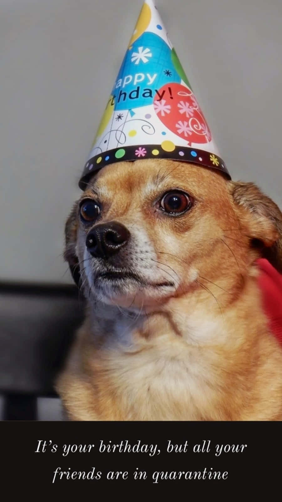 Dog Cute Party Hat Meme Pictures