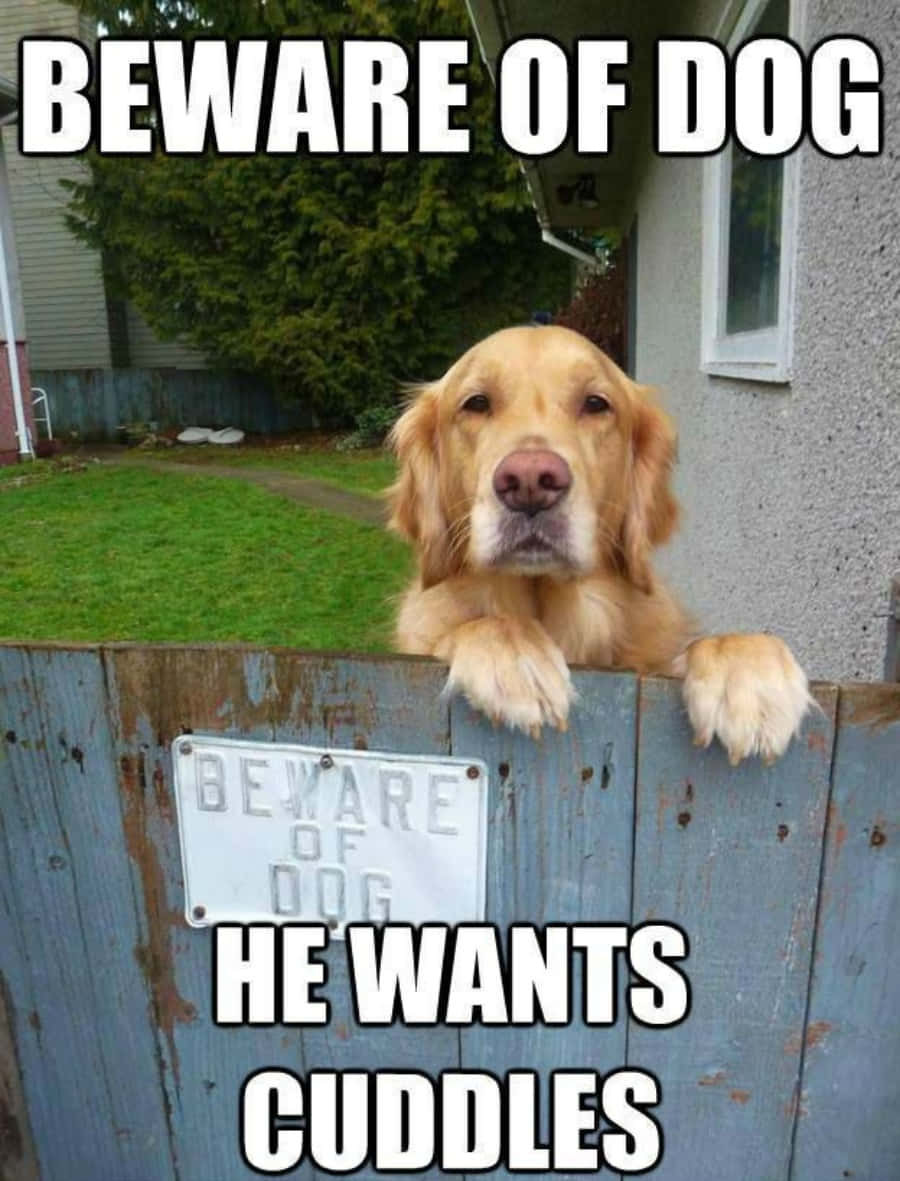 Golden Retriever Dog Meme Picture